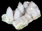 Cactus Quartz (Amethyst) Cluster - Large Crystals #62962-1